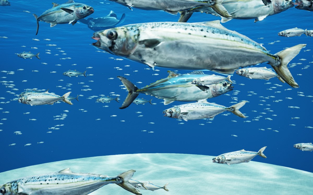 外洋大水槽を泳ぐマイワシの大群とカツオ